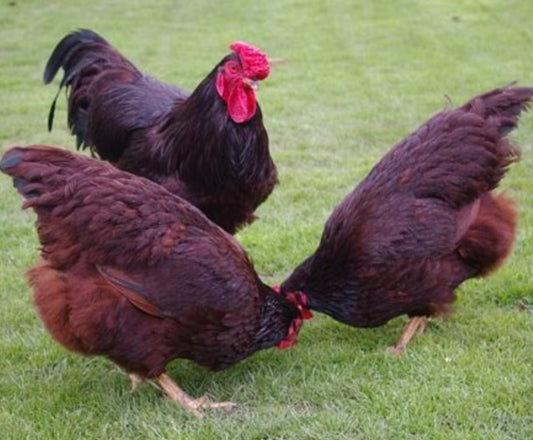 12+1free Rhode Island Red Hatching Eggs: Fresh Fertile Natural Free Range