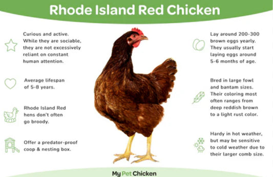 24: Rhode Island Red Hatching Eggs: Fresh Fertile Natural Unmixed Free Range