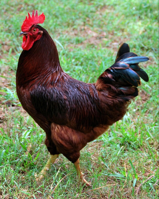24: Rhode Island Red Hatching Eggs: Fresh Fertile Natural Unmixed Free Range