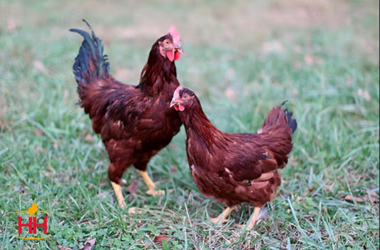12+1free Rhode Island Red Hatching Eggs: Fresh Fertile Natural Free Range